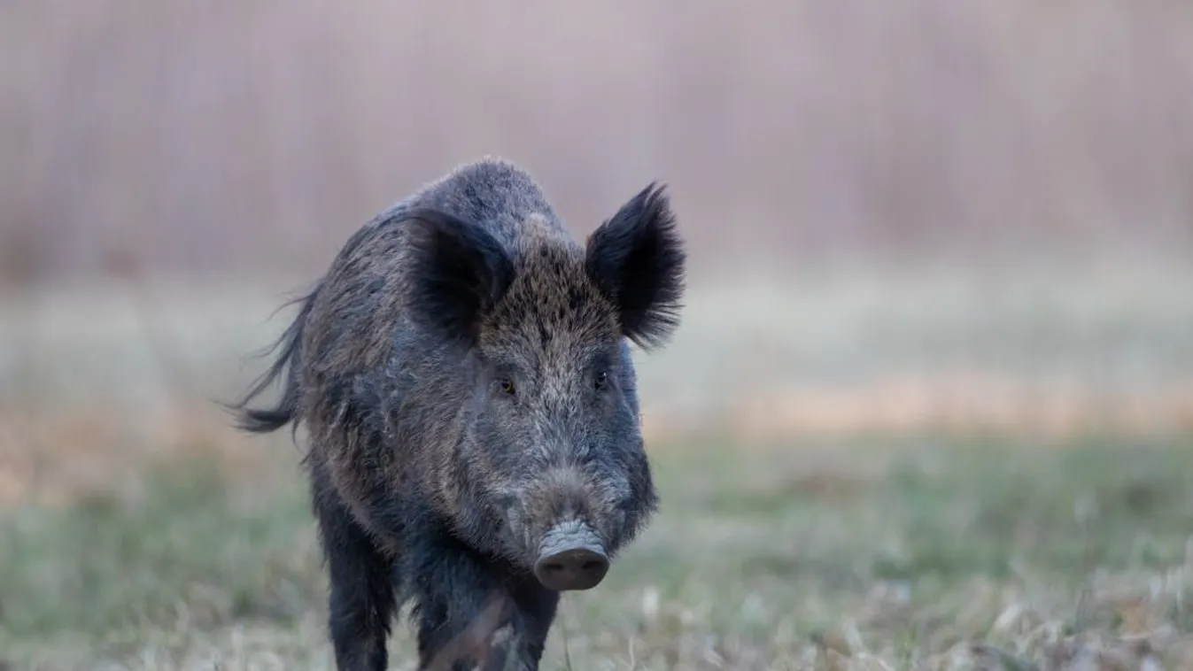 Hessenben kimutatták az afrikai sertéspestist egy vaddisznóban