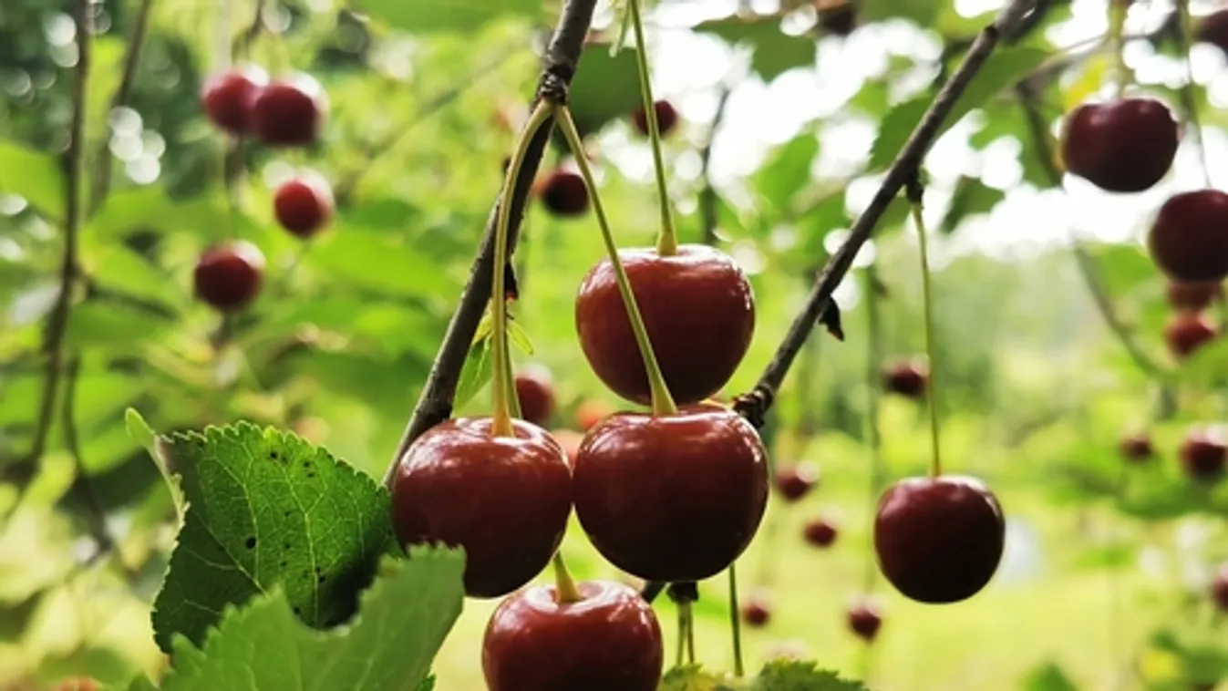 AKI: olcsóbbak az idénygyümölcsök tavalyhoz képest