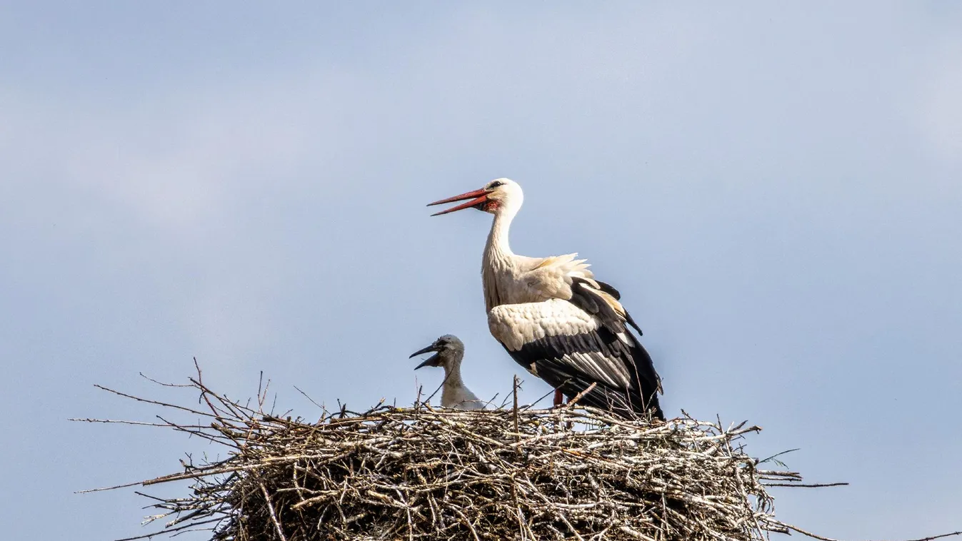 Így segíthet a madártani egyesületnek a fehér gólyák országos felmérésében