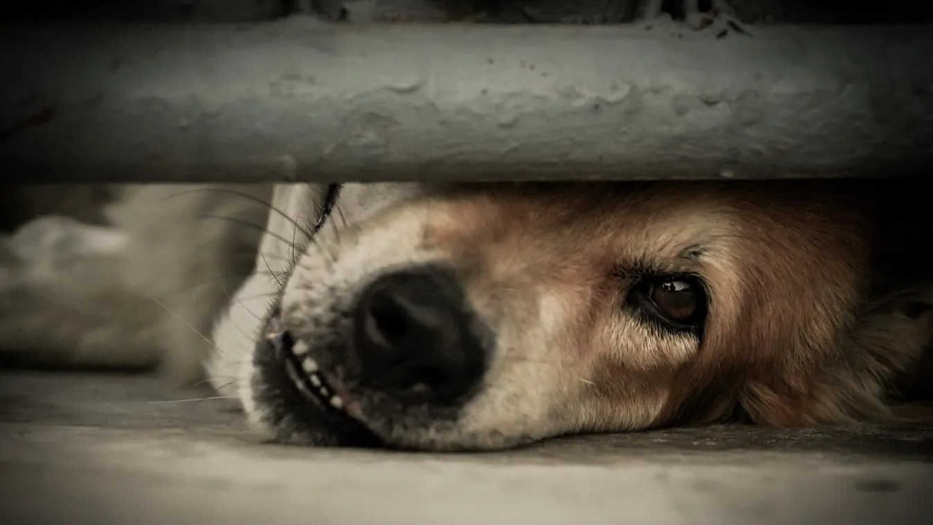 Állatkínzás miatt vádat emeltek egy kutyákat tartó gyöngyösi nő ellen