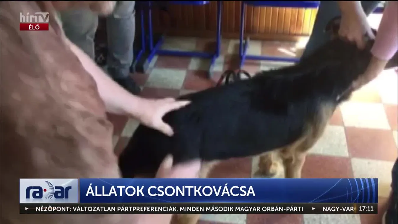 RADAR - ÁLLATOK CSONTKOVÁCSA