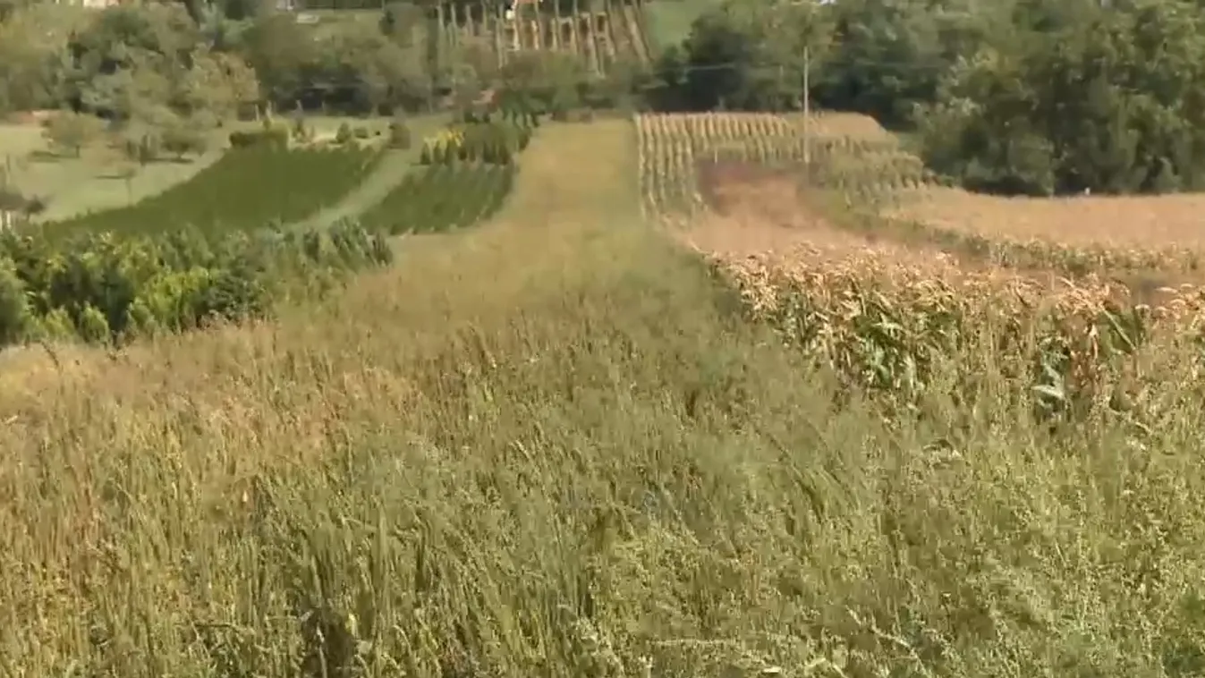 Radar – Hétvégén indul a parlagfű szezon + videó