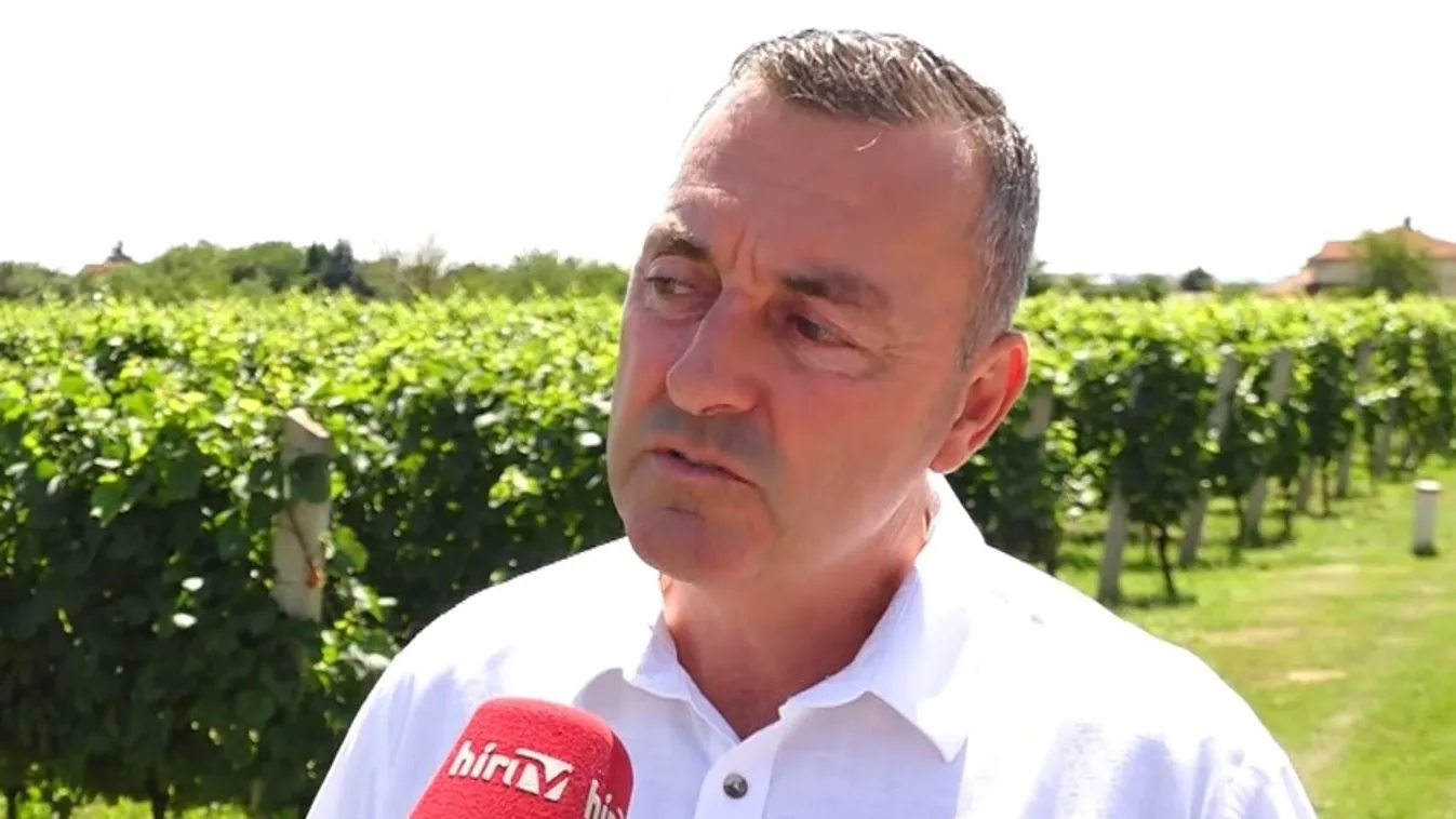 Idén korábban szüretelnek Villányban + videó