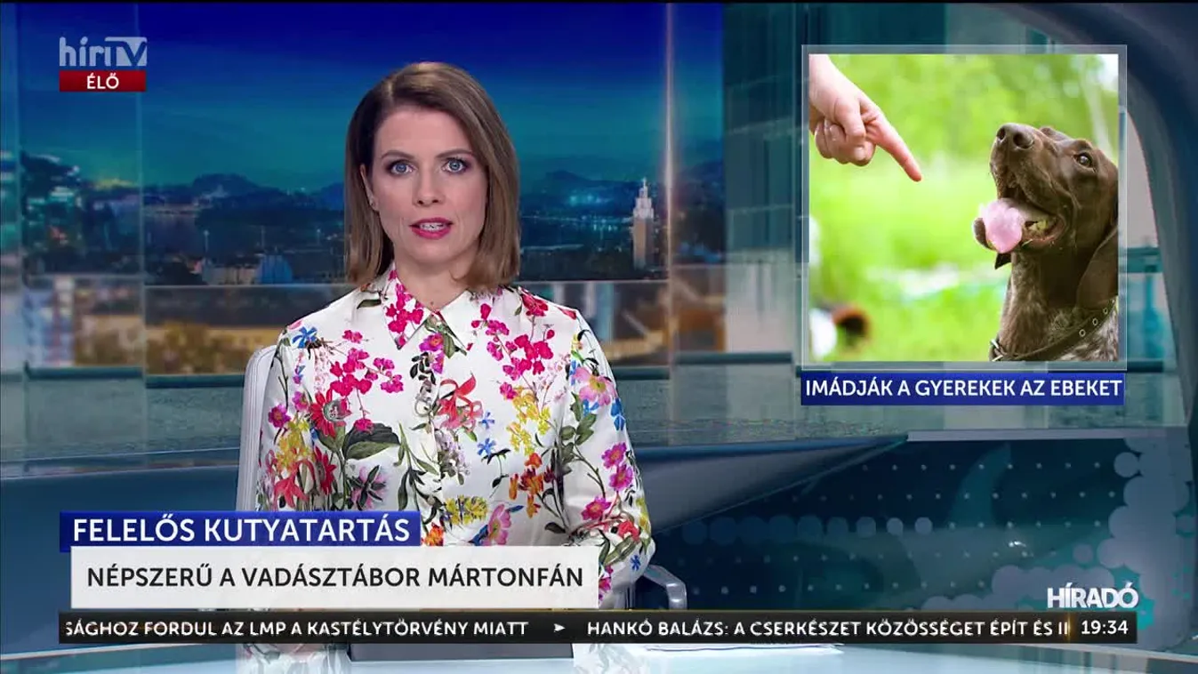 Vadászkutyás nyári tábor