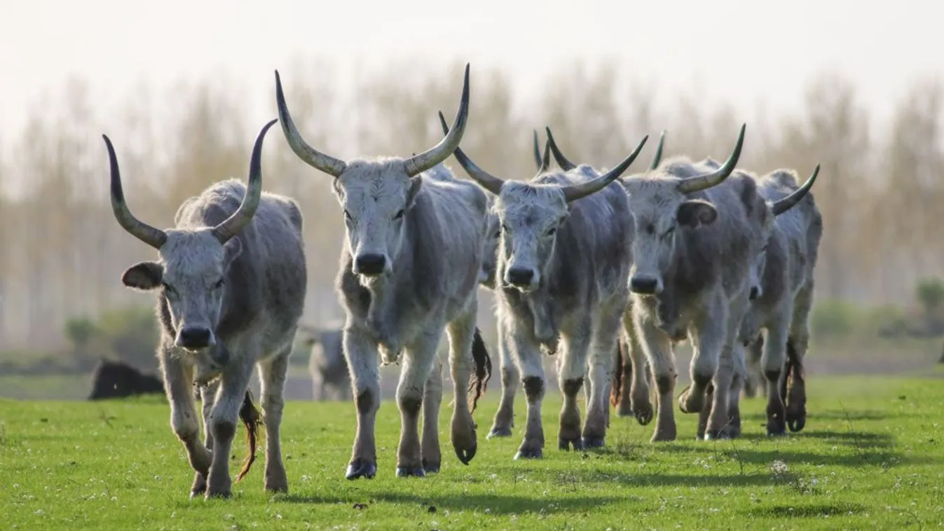 Kiemelten támogatja az agrártárca az őshonos fajták megőrzését