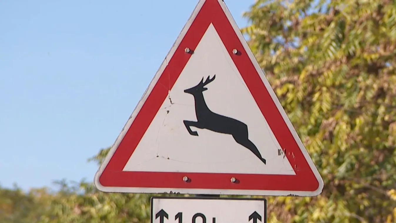 Az őzek násza miatt fokozott figyelemmel kell közlekedniük az autósoknak + videó