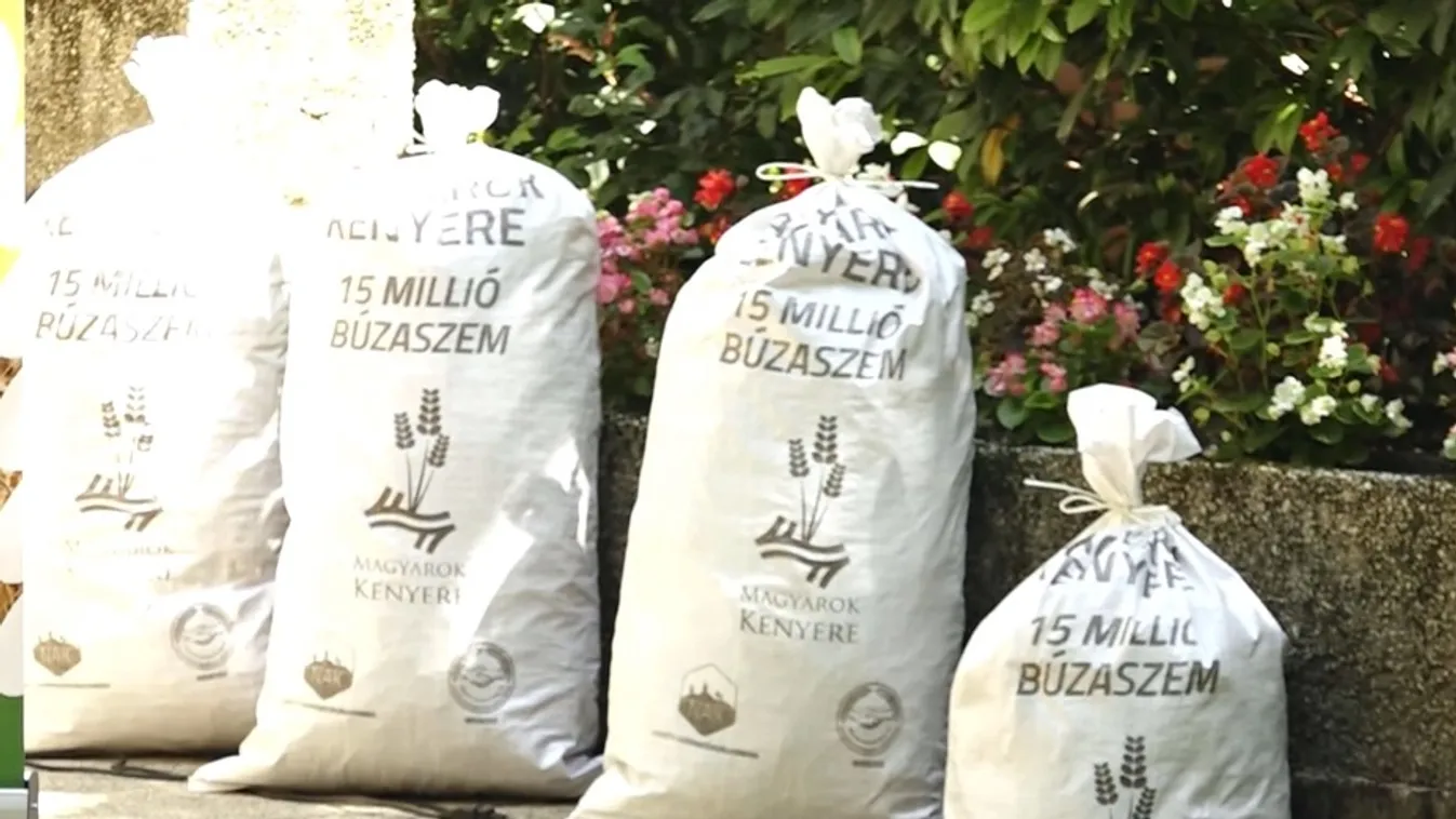 Búzagyűjtő napot tartottak Sombereken + videó