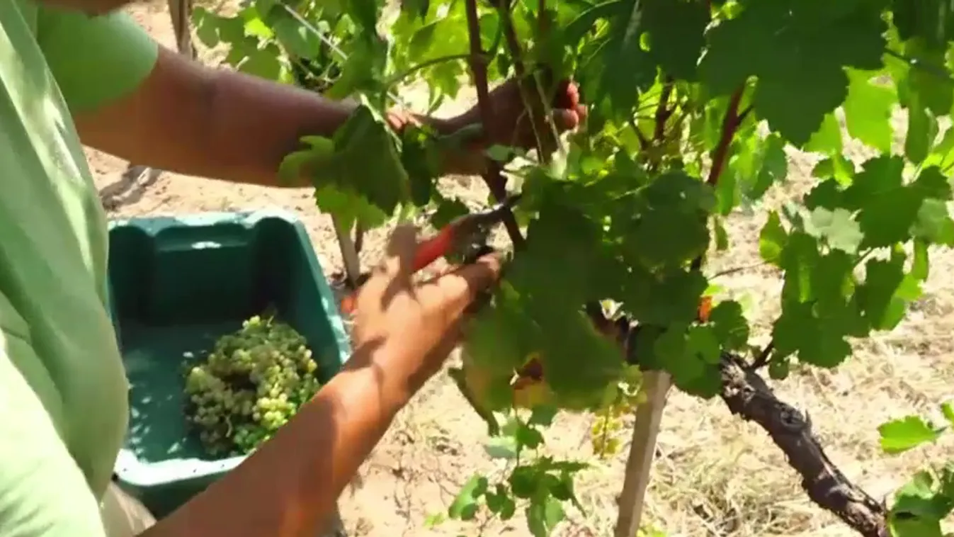 Az extrém hőség miatt már szüretelik a szőlőt Pécsen + videó