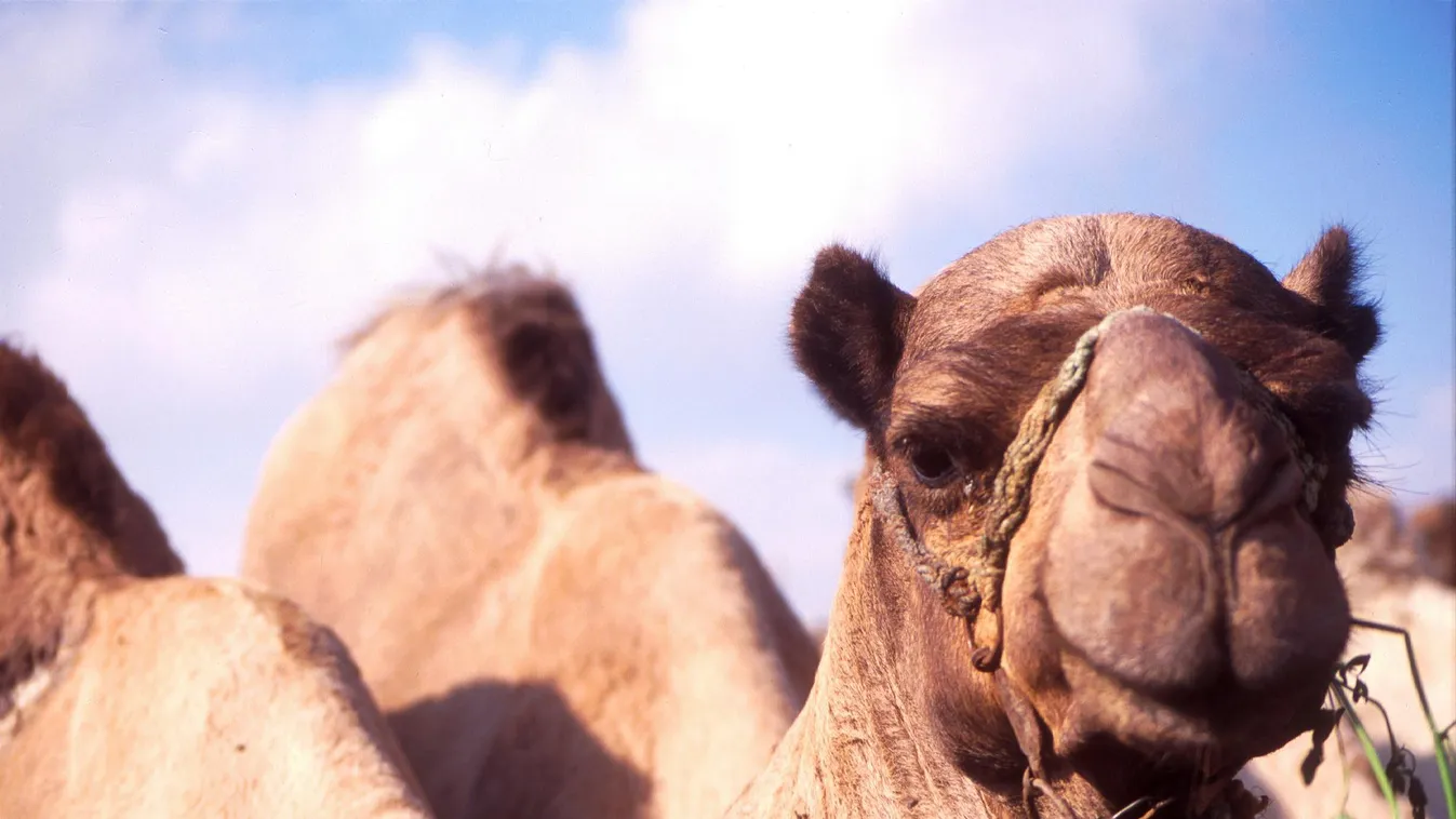A tevetej feldolgozását tanulmányozza egy csádi delegáció Magyarországon