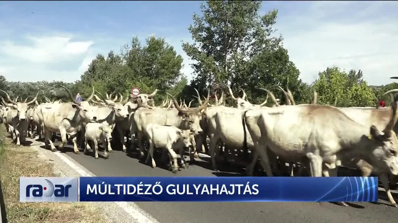 Radar – Múltidéző gulyahajtás (2024-07-12)
