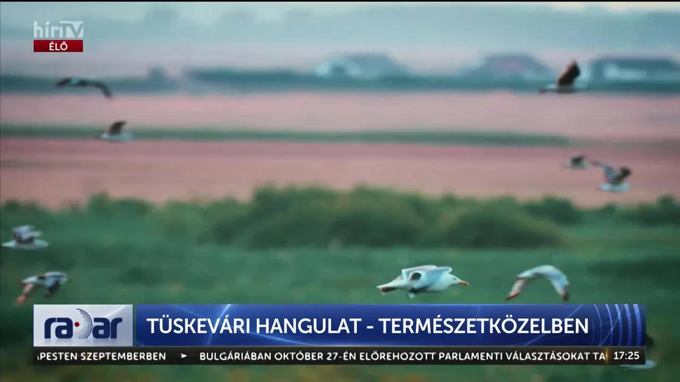 Radar - Tüskevári hangulat - természet közelben (2024-08-26)