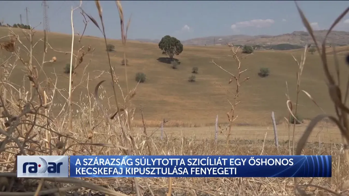 RADAR - A SZÁRAZSÁG SÚLYTOTTA SZICÍLIÁT EGY ŐSHONOS KECSKEFAJ KIPUSZTULÁSA FENYEGETI