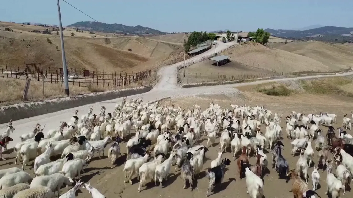 Radar - A szárazság súlytotta Szicíliát egy őshonos kecskefaj kipusztulása fenyegeti + videó