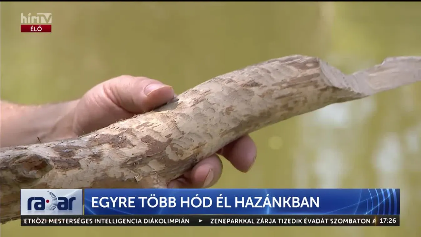 Radar - Egyre több hód él hazánkban