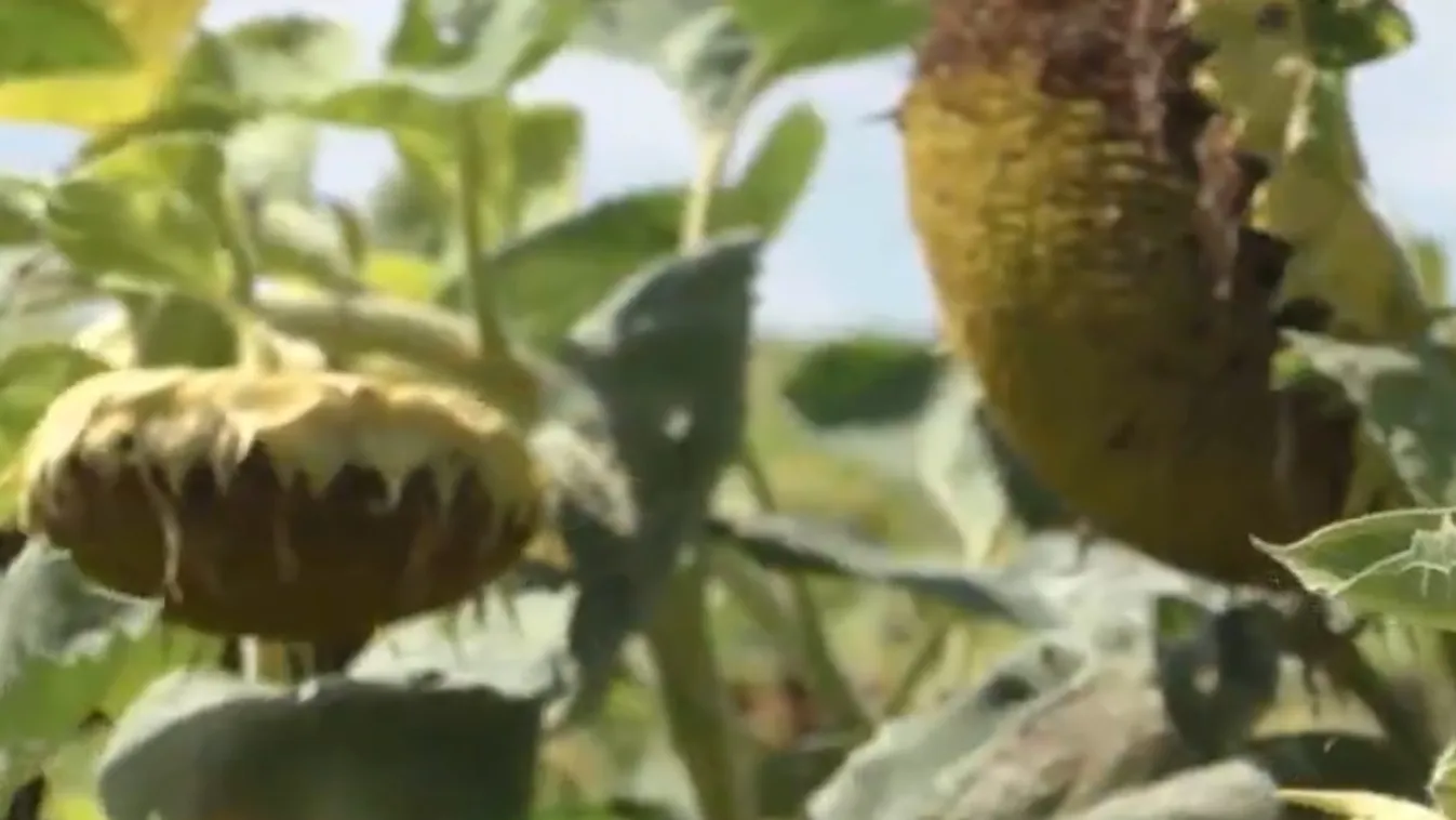 Idén nem kedvezett a gabonának sem a csapadékhiányos időjárás + videó