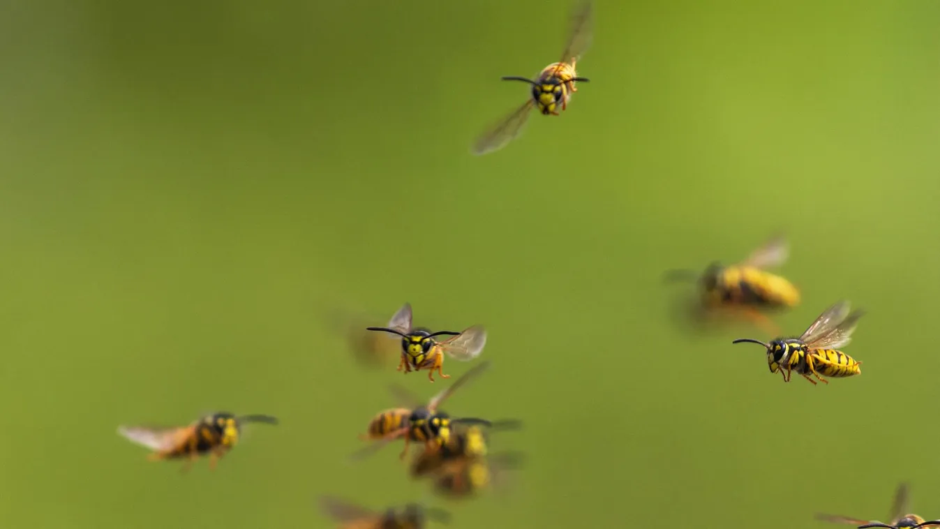 Radar - Darázsveszély miatt óvatosságra intenek a szakemberek + videó