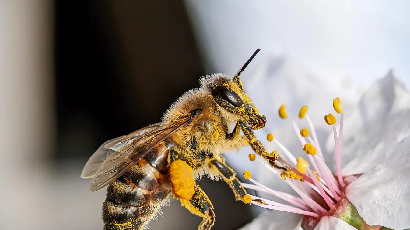 Még a védőfelszerelésben lévő specialistát is szétcsípték a méhek