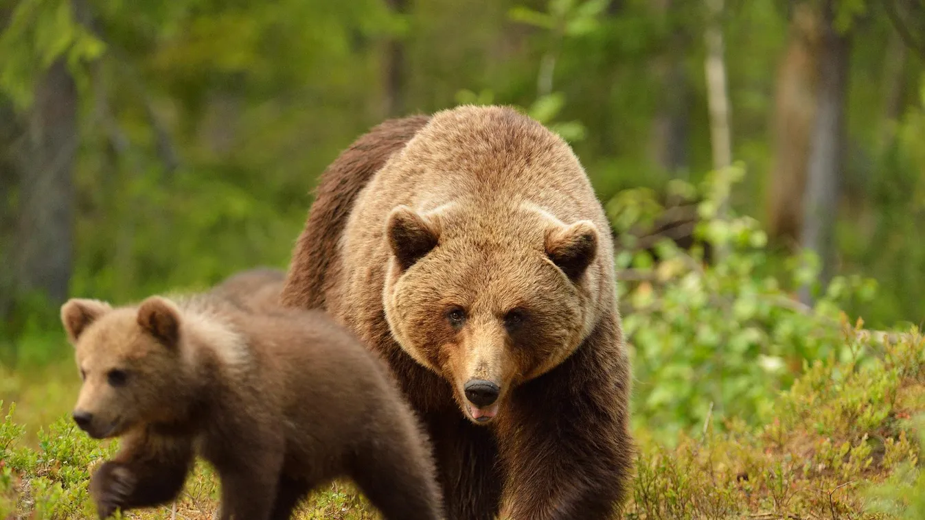 Anyamedve és bocsa bukkanhatott fel a miskolci Avason