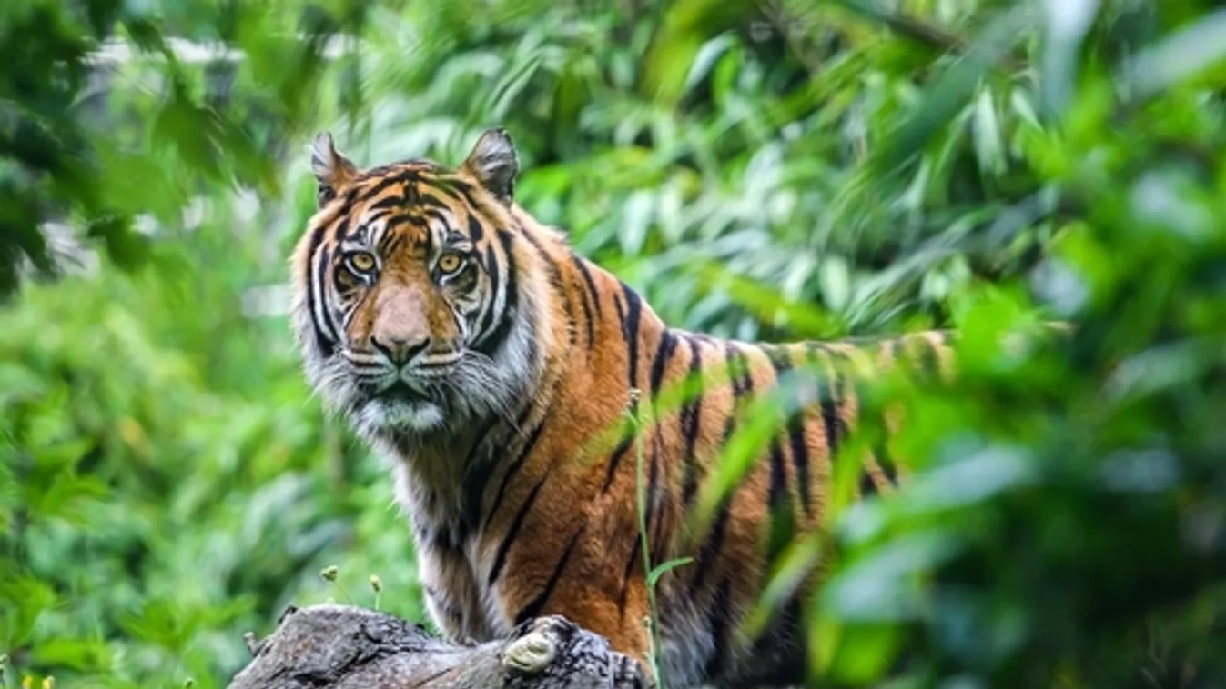 Két szibériai tigrissel bővült a ljubljanai állatkert