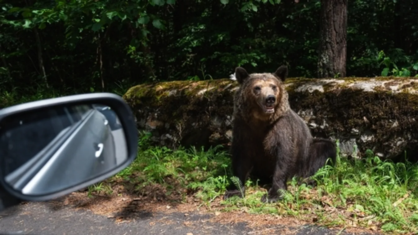 Ismét emberre támadt egy medve Erdélyben
