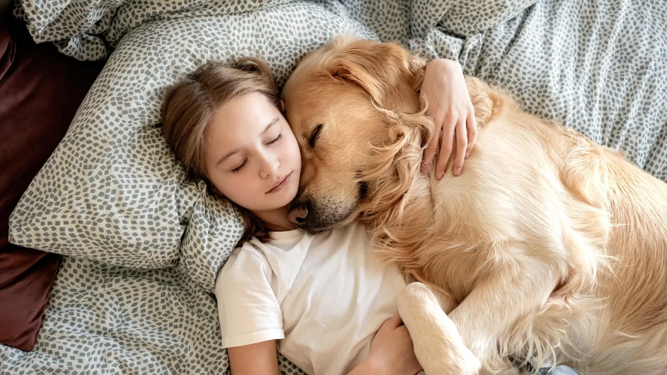 Az örökítőanyag térbeli szerveződése kulcsszerepet játszhat a kutyák barátságos viselkedésében