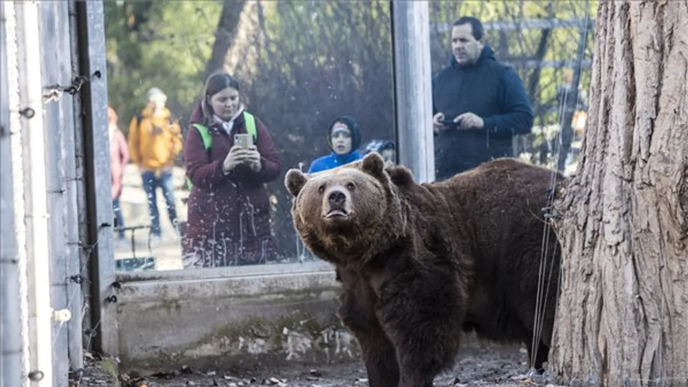 Újra láthatóak lesznek barnamedvék a Fővárosi Állat- és Növénykertben