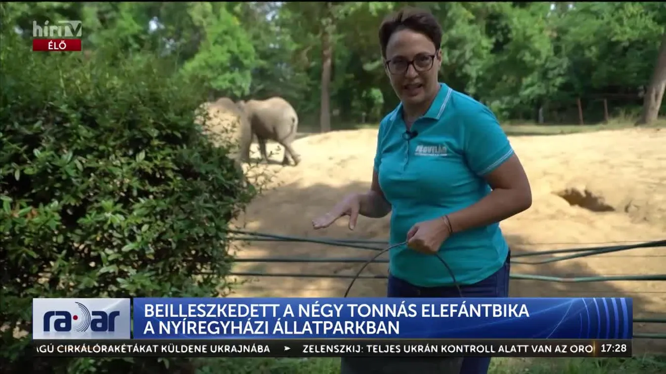 Radar - Beilleszkedett a négy tonnás elefántbika a Nyíregyházi Állatparkban (2024-08-16)