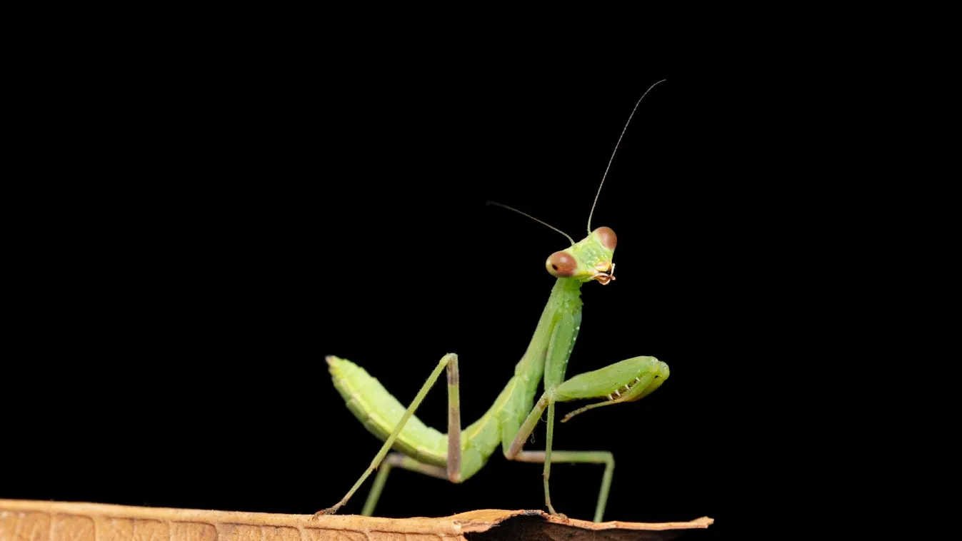 Délkelet-ázsiai ragadozó faj honosodott meg hazánkban