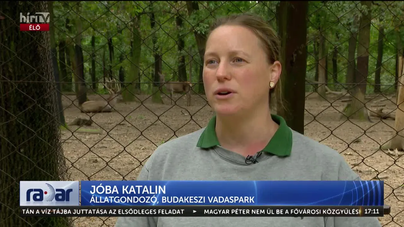 Radar - Évente 7-8 ezer nagyvadat ütnek el Magyarországon (2024-09-26)