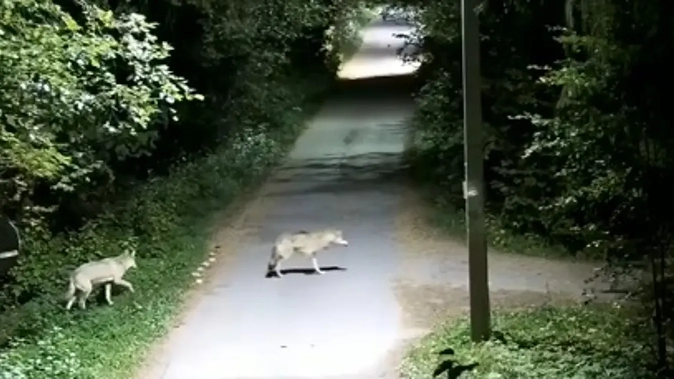 Úgy járkálnak az ordasok a faluban, mintha az a világ legtermészetesebb dolga volna + videó