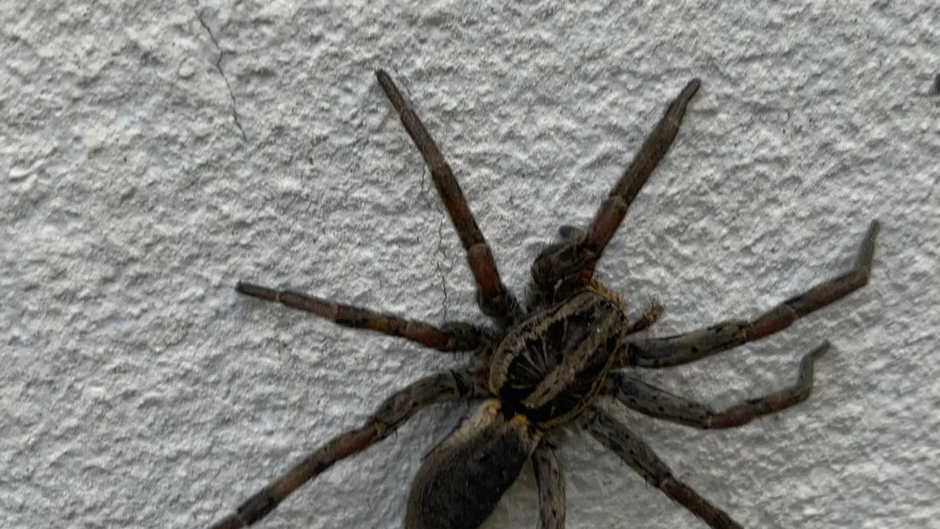 Rémisztő állat mászkált egy szegedi ház falán + videó