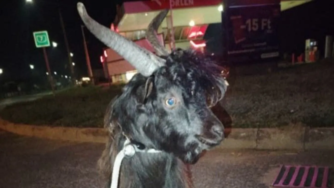 Kecskét álcázott kutyának a nő, nem volt maradásuk a vonaton