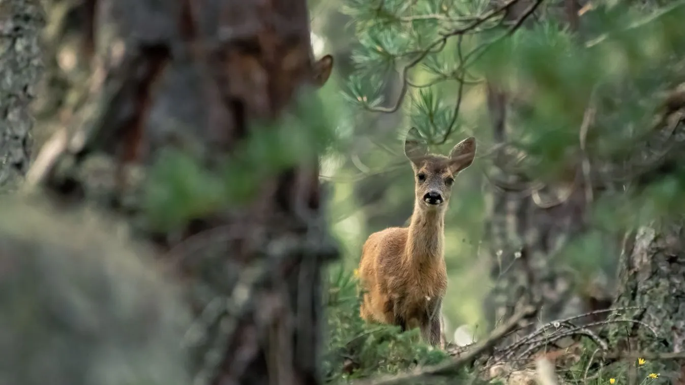 Rejtély, miért csökkent Békésben harmadával az őzek száma