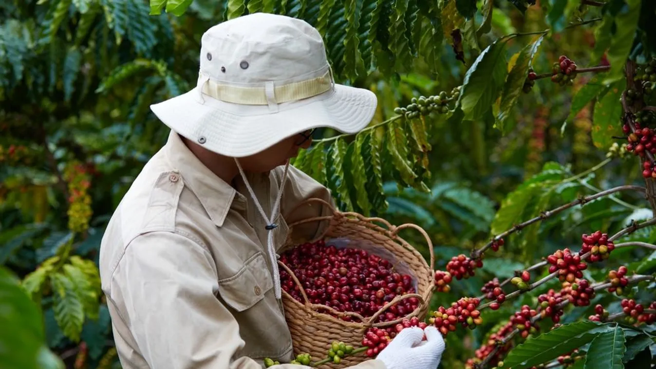 Veszélyben a kávé