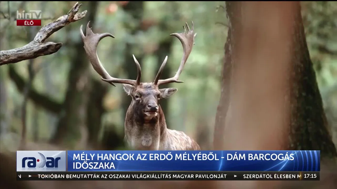 Radar - Mély hangok az erdő mélyéből - dám barcogás időszaka (2024-10-28)