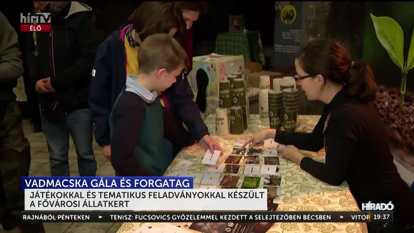 Vadmacska gála és forgatag