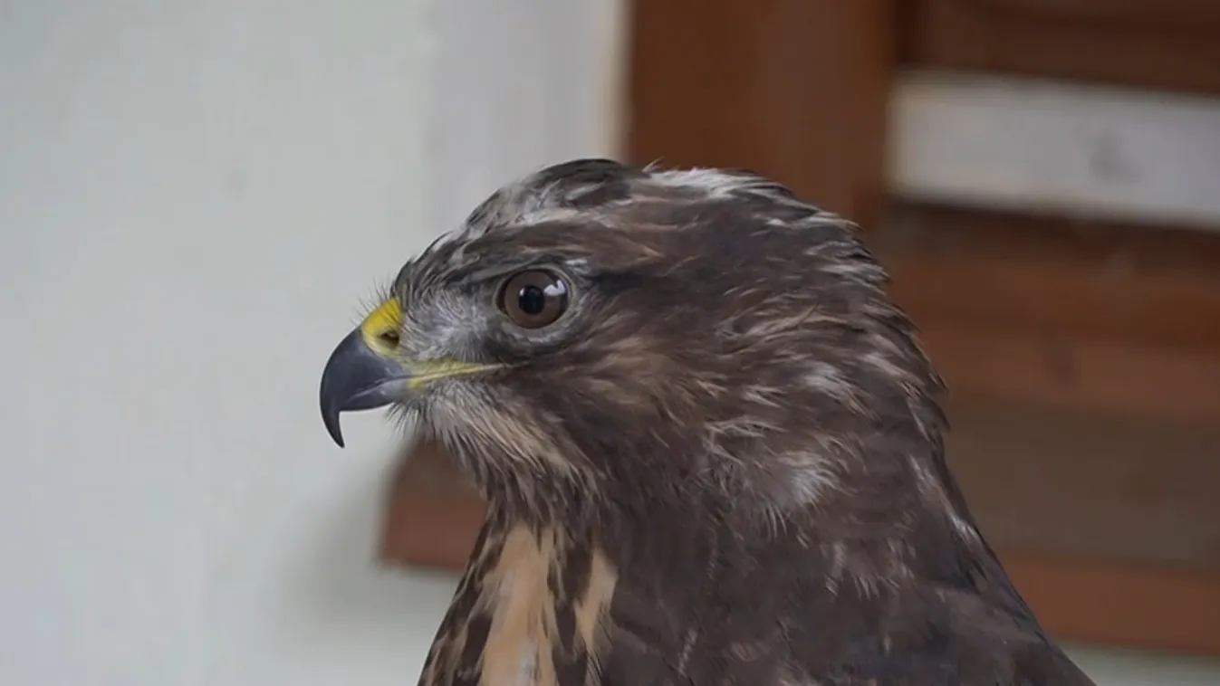 Elkezdődött az állatvédelmi témahét, melynek célja a fiatalok szemléletformálása + videó