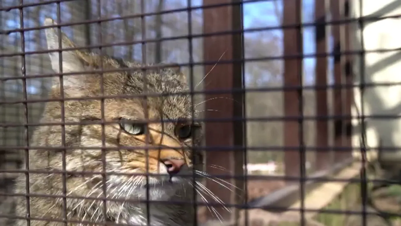 Vadmacska gála és forgatag + videó