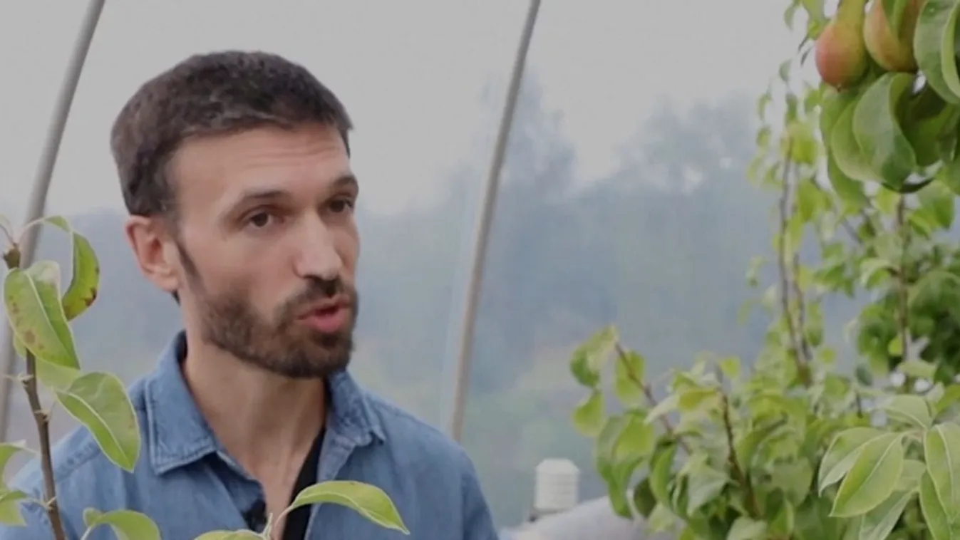 Radar - Lesz-e körte jövőre? + videó