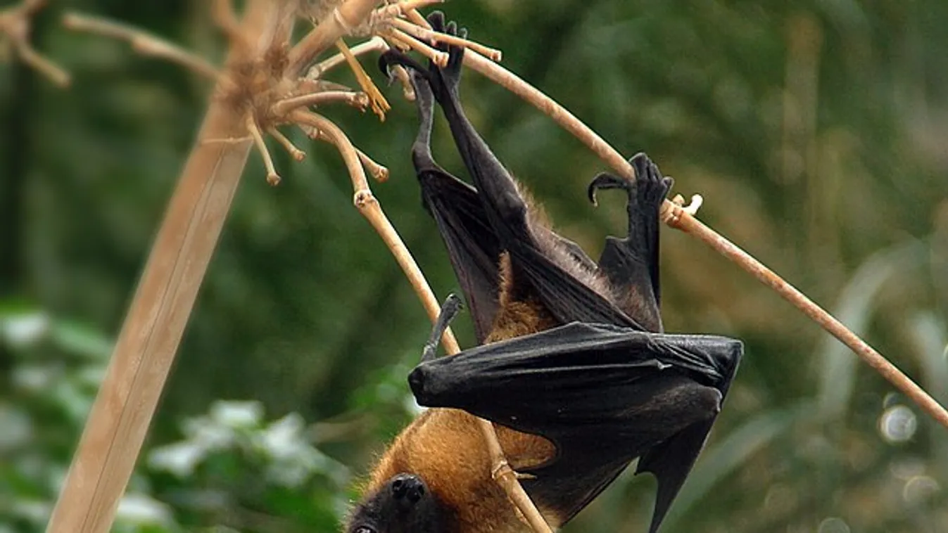 Megtalálták a Marburg-vírus fertőzések forrását