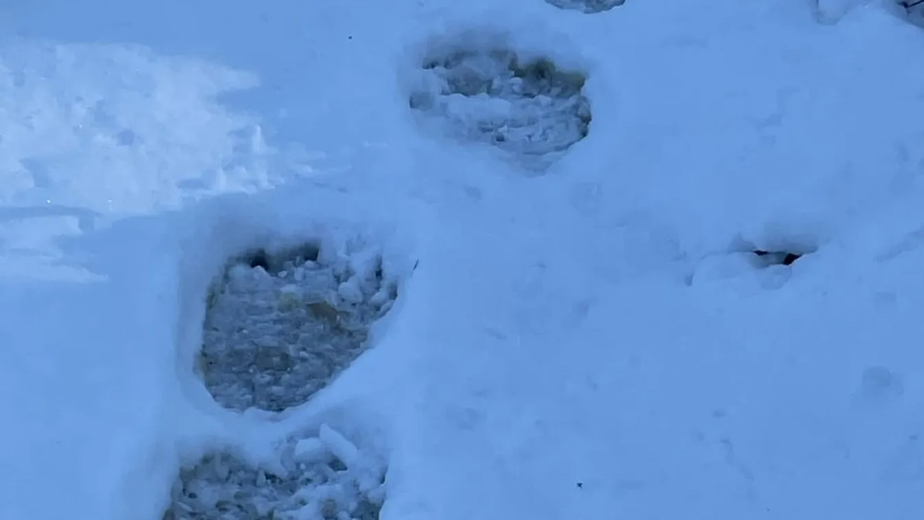 Medve nyomaival találkoztak a Bükkben