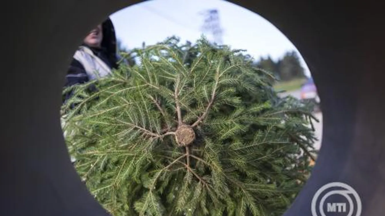 NAK: Lesz elég karácsonyfa az idén is