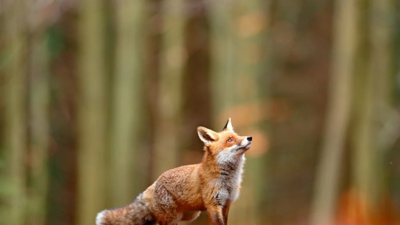 Radar – Világhírű a balatonőszödi rókamentő  + videó