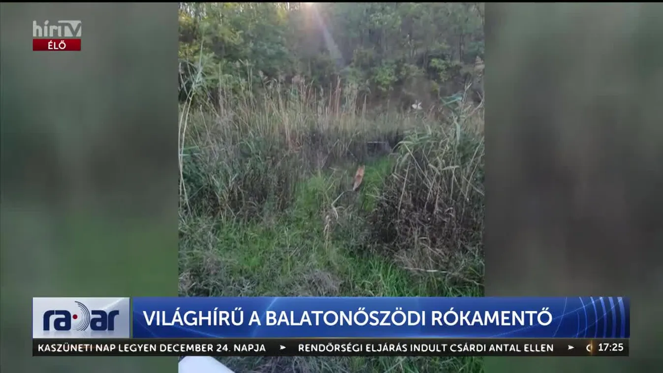 Radar - VILÁGHÍRŰ A BALATONŐSZÖDI RÓKAMENTŐ (2024-11-11)