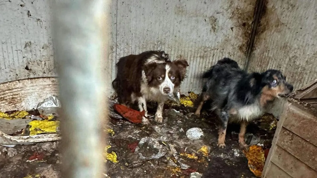 Egész Európa kereste, Ausztriában fogták el a sokkoló horrortelep tulajdonosát