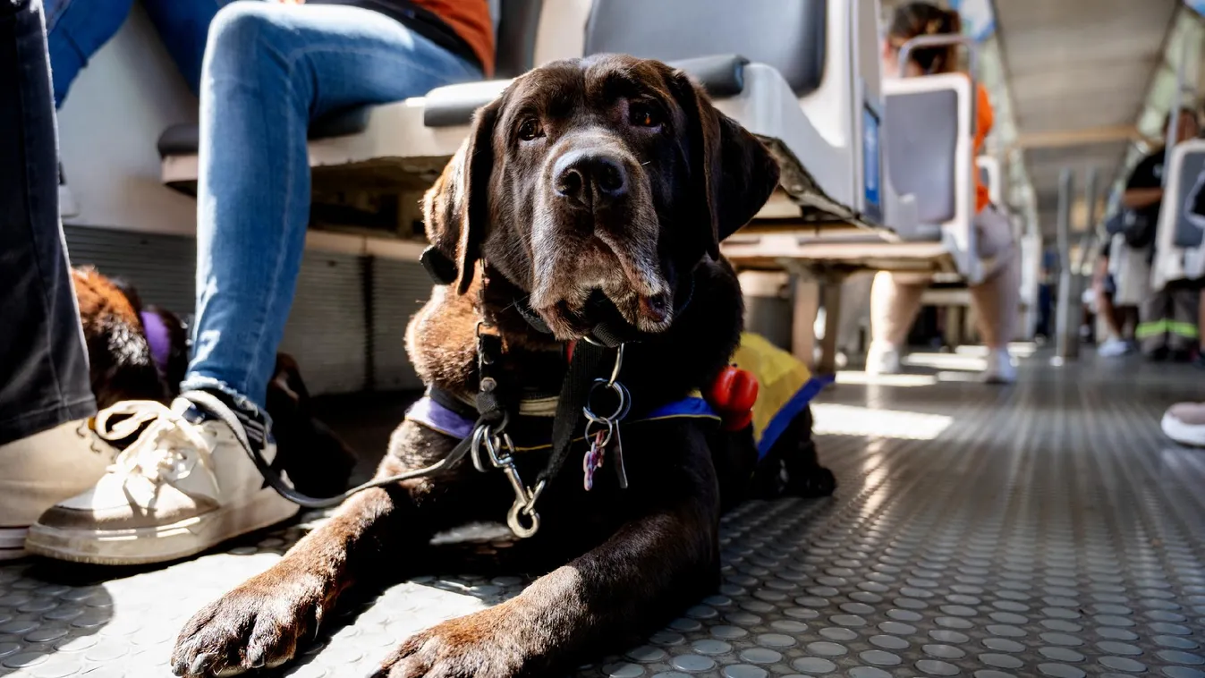 Jó hír a kutyás és biciklis tömegközlekedőknek
