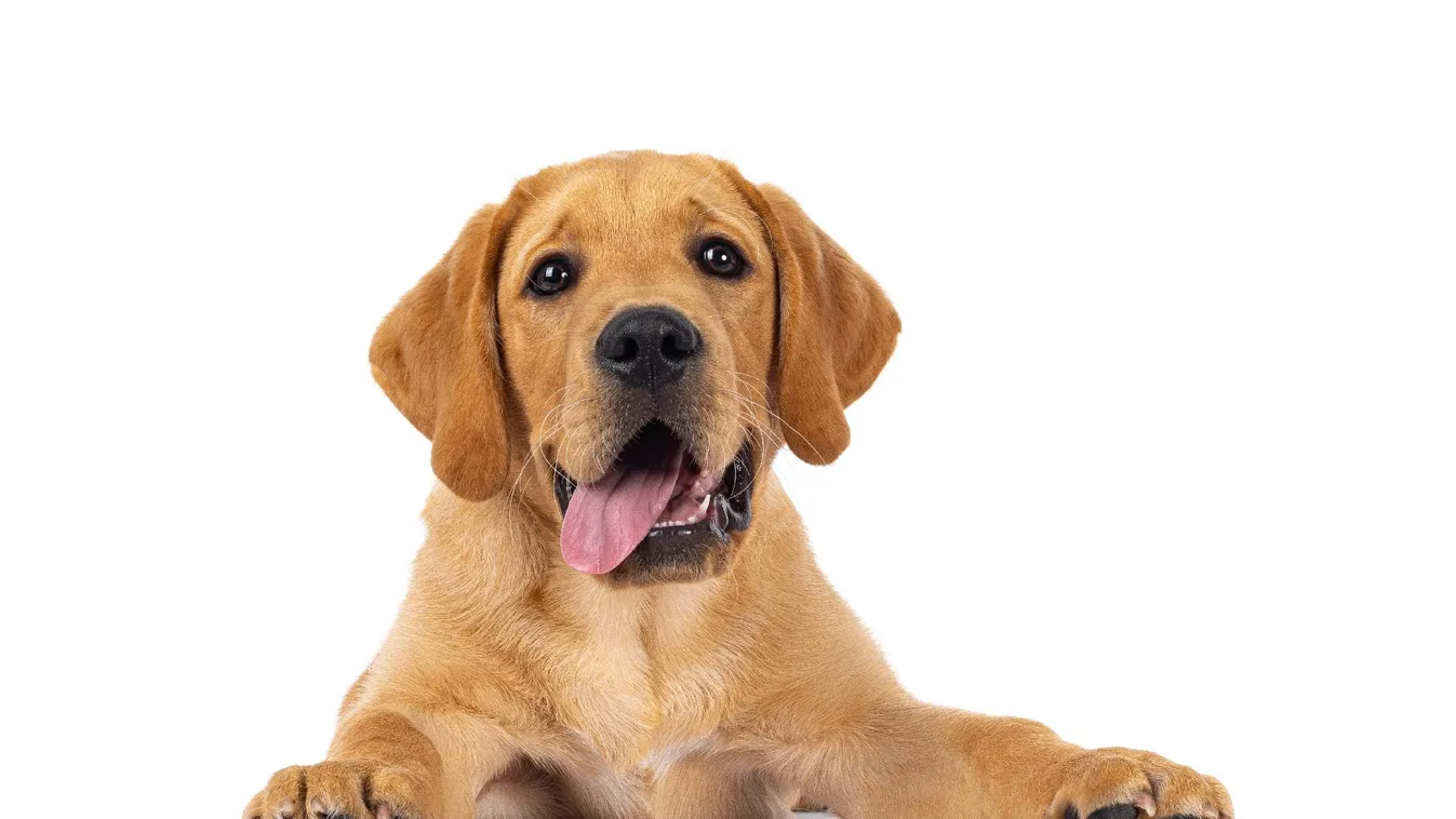 Olyan döntés született, hogy ujjonghatnak az állatvédők