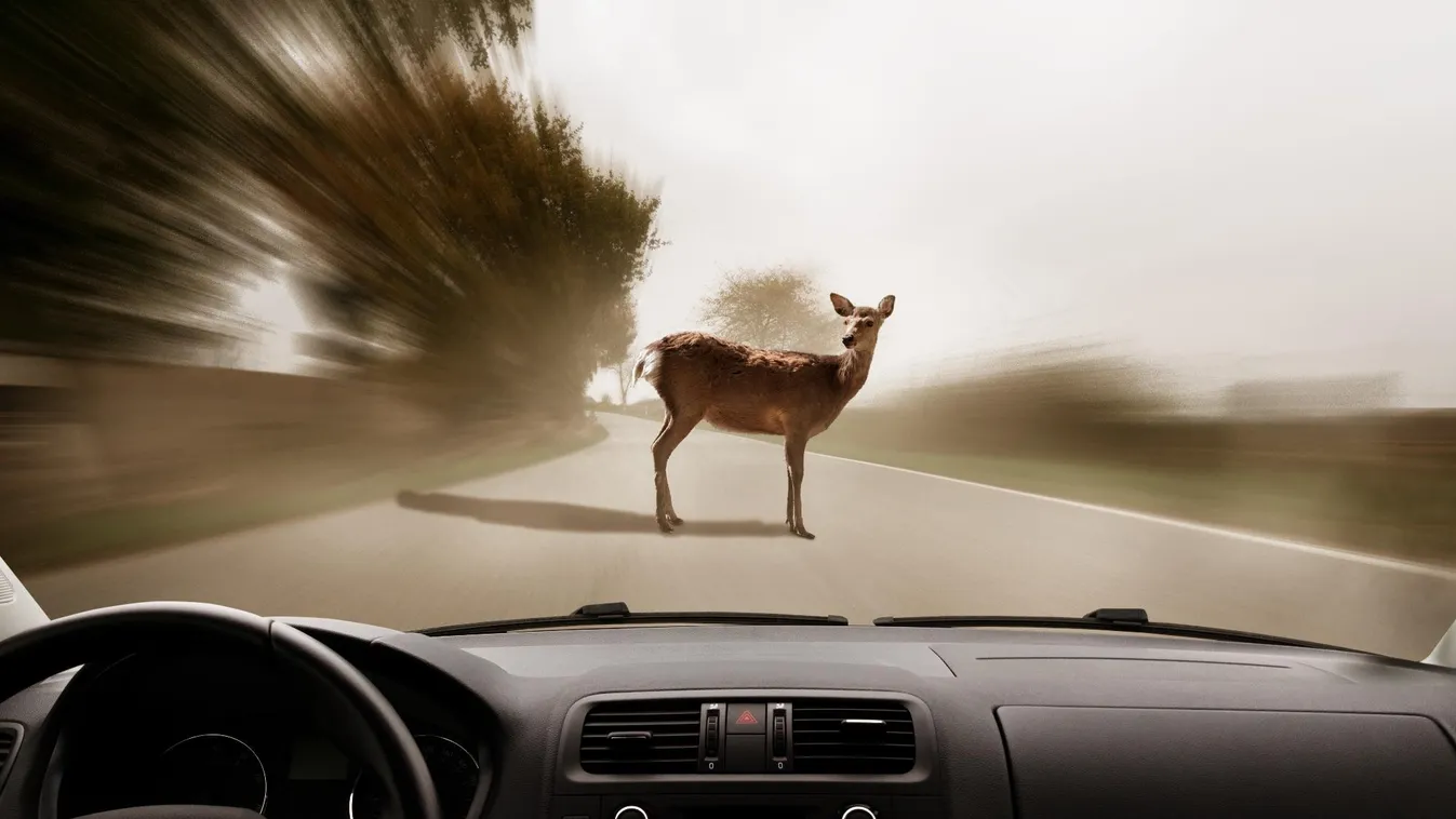 Egyre több a vadgázolás