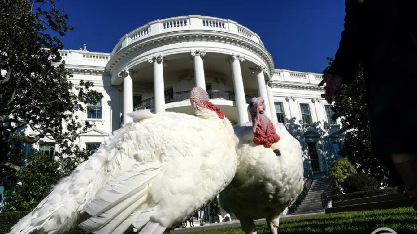 Joe Biden "kegyelmet adott" a Fehér Ház hálaadás napi pulykapárjának