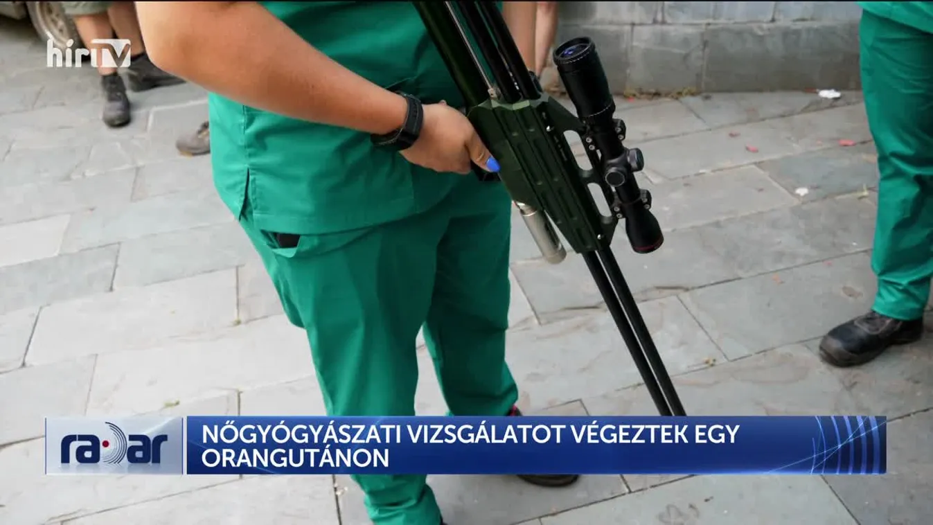 Radar - Nőgyógyászati vizsgálatot végeztek egy orangutánon (2024-12-13)